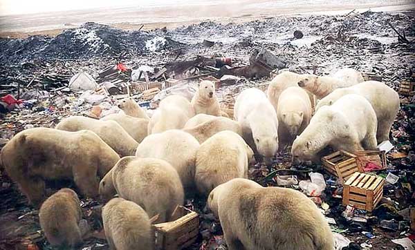 러시아 군도 노바야제믈랴 제도에 나타난 북극곰