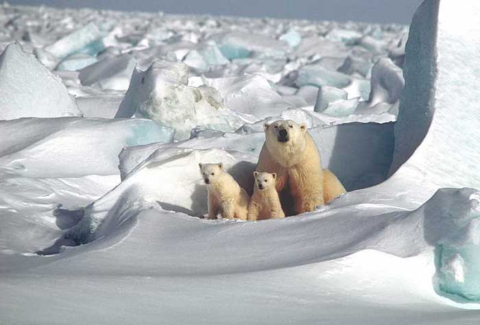 ‘지구온난화’의 정보는 북극곰의 터전이 사라지고 있다는 소식과 함께 처음 접한 사람들이 많을 것이다. 2마리의 새끼 옆에 있는 엄마곰. (https://images.app.goo.gl/zHEySNkSwTQP7qAFA)