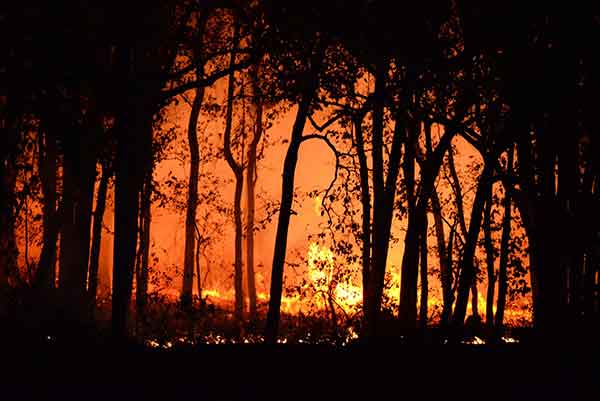 2019년 9월에 시작돼 2020년 2월에야 진화된 호주산불은 10억 마리 이상의 야생동물을 죽였다. by Deep Rajwar  출처: https://www.pexels.com/ko-kr/photo/4621457/