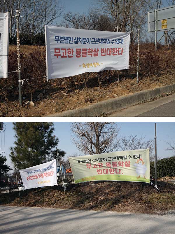 마을 어귀에 게시된 살처분 반대 플래카드들. by 박종무
