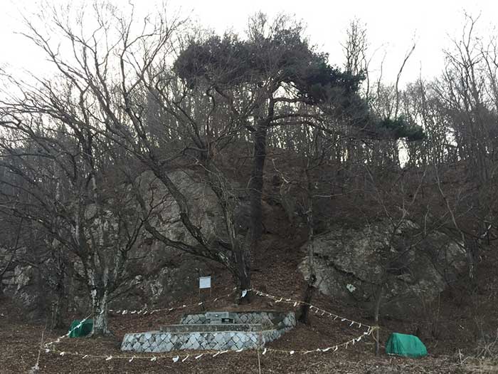 비조마을 당산나무 by 김진희