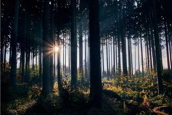 기후위기는 ‘생물다양성’의 붕괴로 이어진다. 숲 속에는 탄소를 흡수하는 기능적 목재만 살아가는 곳이 아니다. by felix_w 출처 : https://pixabay.com/images/id-3799243/