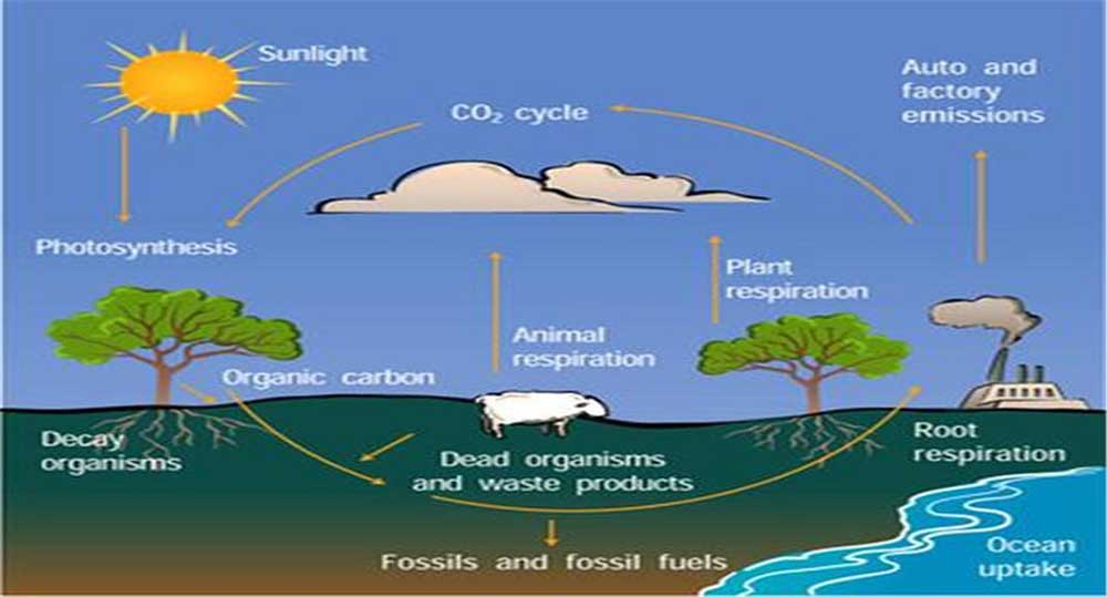 탄소순환 체계