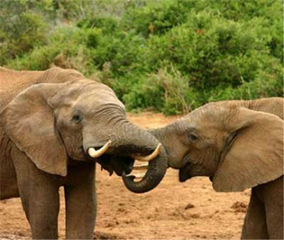 코끼리는 동료가 죽을 때 위로하고 슬퍼하고 나무로 덮어주며, 생각 날 때 그의 무덤을 찾는다. by Charles J. Sharp 출처: https://commons.wikimedia.org/wiki/File:Elephant_mating_ritual.jpg