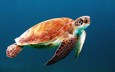 플라스틱 빨대 때문에 죽는 거북이는 매년 1천 마리 정도로 추정되며, 미국 연안 어업에서 매년 부수 어획으로 죽는 거북이는 25만 마리에 달한다. by Wexor Tmg  출처 : https://unsplash.com/photos/L-2p8fapOA8