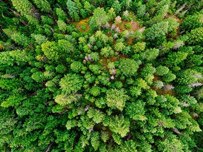 탈성장처럼 단순하게 규정하기 어렵고 더욱이 한창 진행 중인 이론과 운동이라면 이렇게 나무보다는 더 큰 모임인 작은 숲들을 봄으로써 전체 숲을 조망하고 그 숲이 어떻게 발전할 것인지를 파악하는 게 더 적절할 수 있다. by Akil Mazumder 출처 : https://www.pexels.com/ko-kr/photo/1072824/