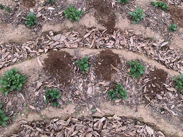 필자가 친구들과 운영하는 밭 ‘푸실’에 심었던 감자. 흙은 순환의 원천이다. 흙을 만지다 보면 무해한 방식으로 욕망이 해소된다. 사진제공 : 보배 