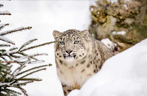 눈표범은 전 세계적으로 4천여 마리밖에 남지 않았다. WWF 따르면 기후위기로 눈표범의 서식지 4분의 1이 사라질 것으로 예측된다. by strichpunkt 출처 :　https://pixabay.com/photos/snow-leopard-leopard-big-cat-snow-1985510/