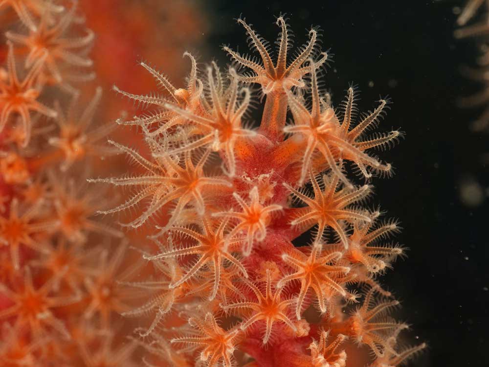 꽃가시산호. 사진제공 : 녹색연합