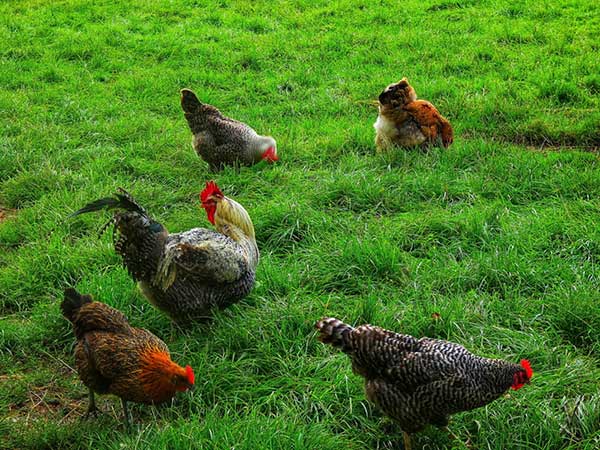 “지속 가능한 사회는 지속 가능한 농업에 기반을 둘 때만 성공을 기약할 수 있다” 
사진 출처 : Maxpixel
https://www.maxpixel.net/Chickens-Agriculture-Hahn-Animals-Organic-Farm-5263256