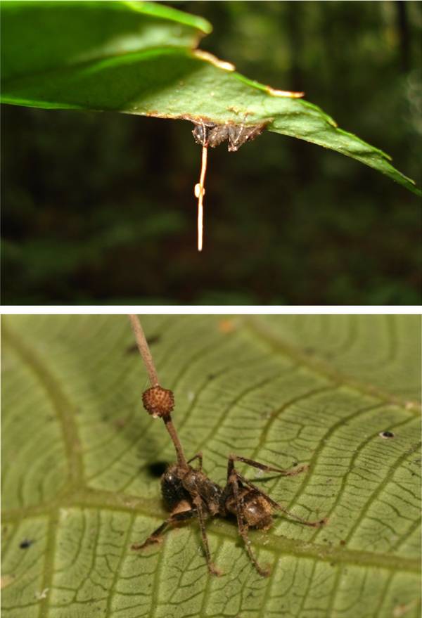 좀비가 된 개미 머리에 길게 자라난 오피오코르디셉스 곰팡이.
사진 출처: David P. Hughes, Maj-Britt Pontoppidan 