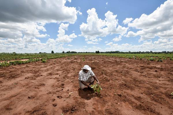 가뭄에 타들어가는 농지. 기후위기는 곧 식량위기다. 지속가능한 농업을 위해서는 농가 소득에 대해 더 많은 관심이 필요하다. 
사진출처 : Alliance of Bioversity International and CIAT