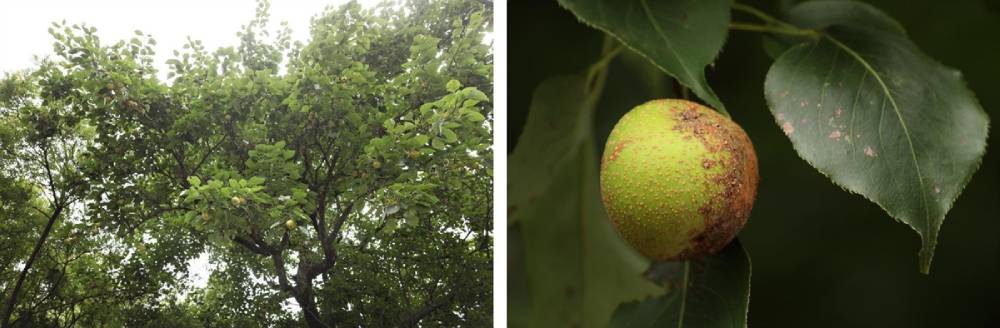 (좌) 청실배나무 열매가 달린 모습 / (우) 청실배나무 열매, 익어도 푸른빛이 사라지지 않는다. 사진제공 : 이동고