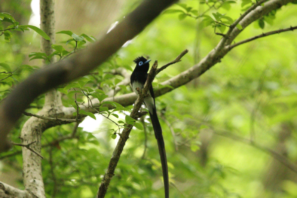 긴꼬리와 파란 눈테를 가진 긴꼬리딱새 수컷. ⓒ이상영