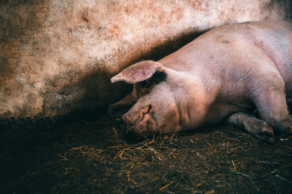 영화 《컨테이전》에서 돼지들은 자기도 모르는 사이에 박쥐로부터 전달받은 바이러스의 매개체 역할을 한다. 사진 출처: Osvaldo Castillo    