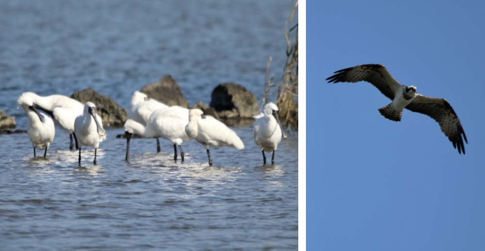 하도리 철새도래지에서 쉽게 관찰되는 천연기념물 저어새와 물수리. 2020년 10월 17일 촬영 (사진=이상영 제공)