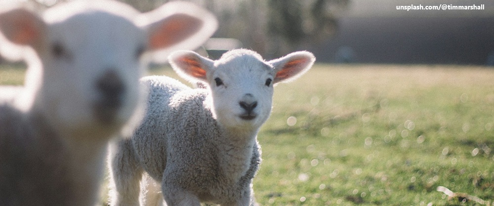 [무턱대고 비건] ⑮ 생명에게 빚진 마음