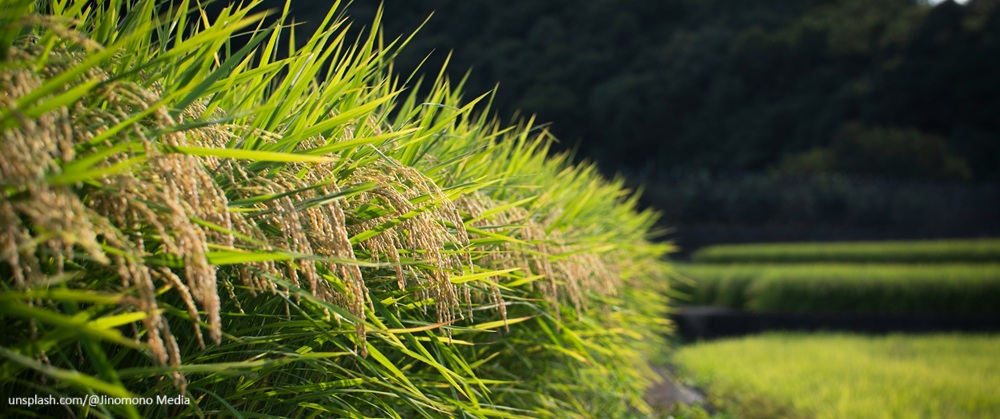[생태wiki번역] ⑱ 생명약탈 농업에 맞서다 – 반다나 시바