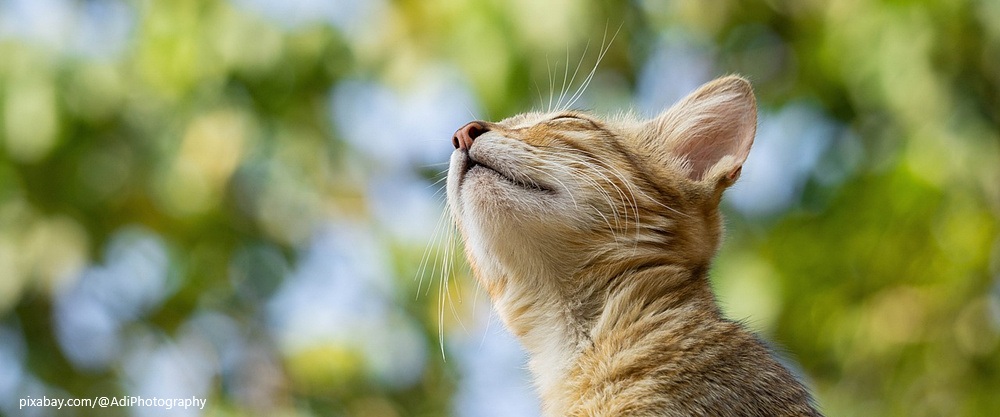 [월간 일상송_노래 에세이] ① 멀리 떠난 냥이, 내 친구