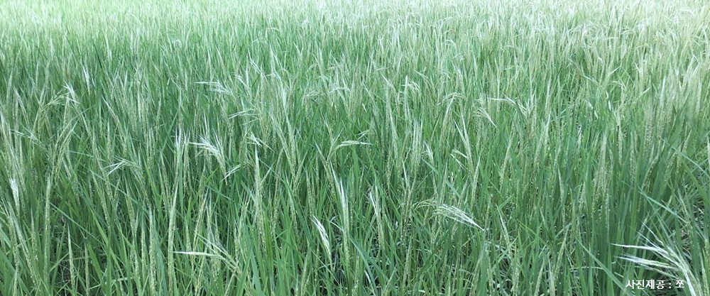 [장흥 농부 이야기] ③다마금(多摩錦)을 위한 변론