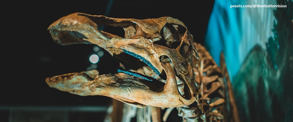 여섯 번째 멸종 앞에서 – 『찬란한 멸종』을 읽고