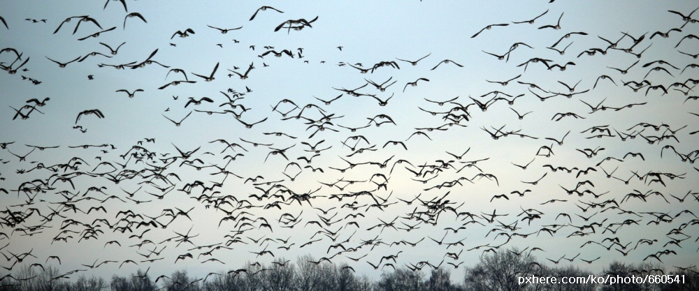 [한편의 詩] 새들의 도로