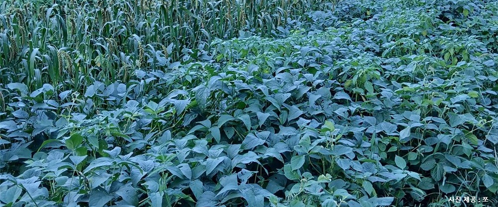 [나의 농생태학 실험기] ④ 농생태학과 만나다