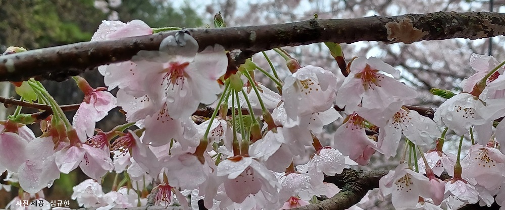 [한편의 詩] 어느 나무에 대해