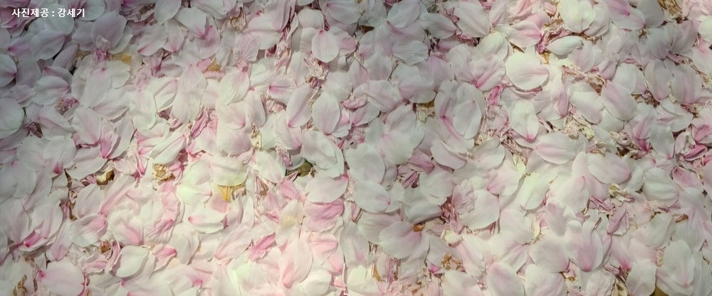 [초록산책] ⑲ 꽃은 왜 아름다운가