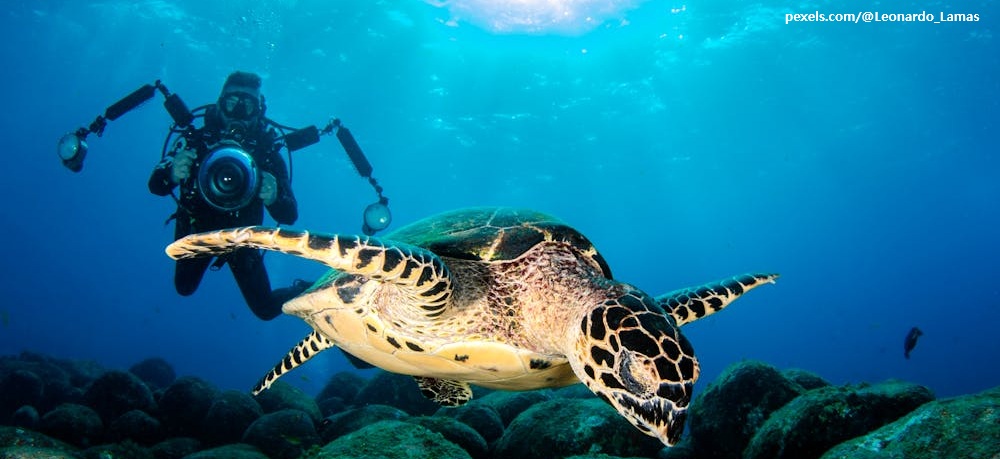 나이 듦의 긍정성-『거북의 시간』을 읽고