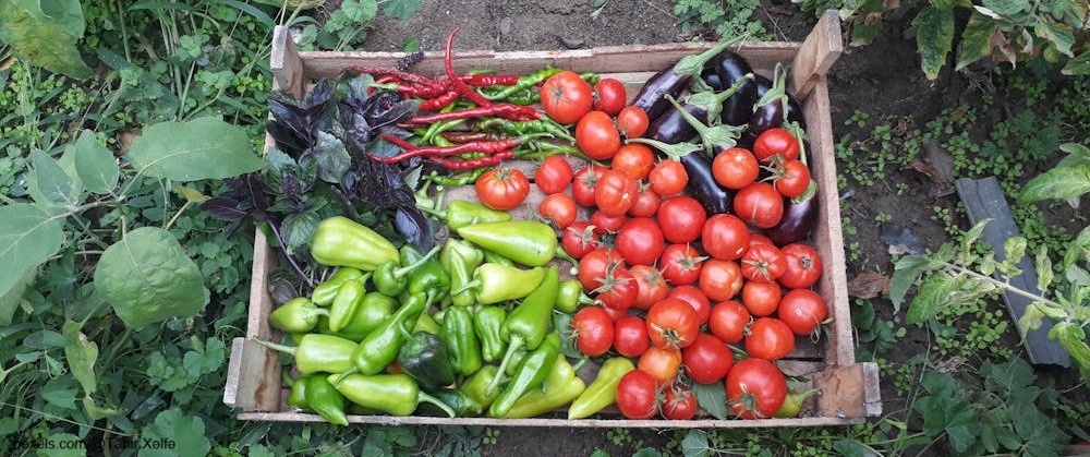 [나의 농생태학 실험기] ⑤ 농생태학이란 무엇일까요?